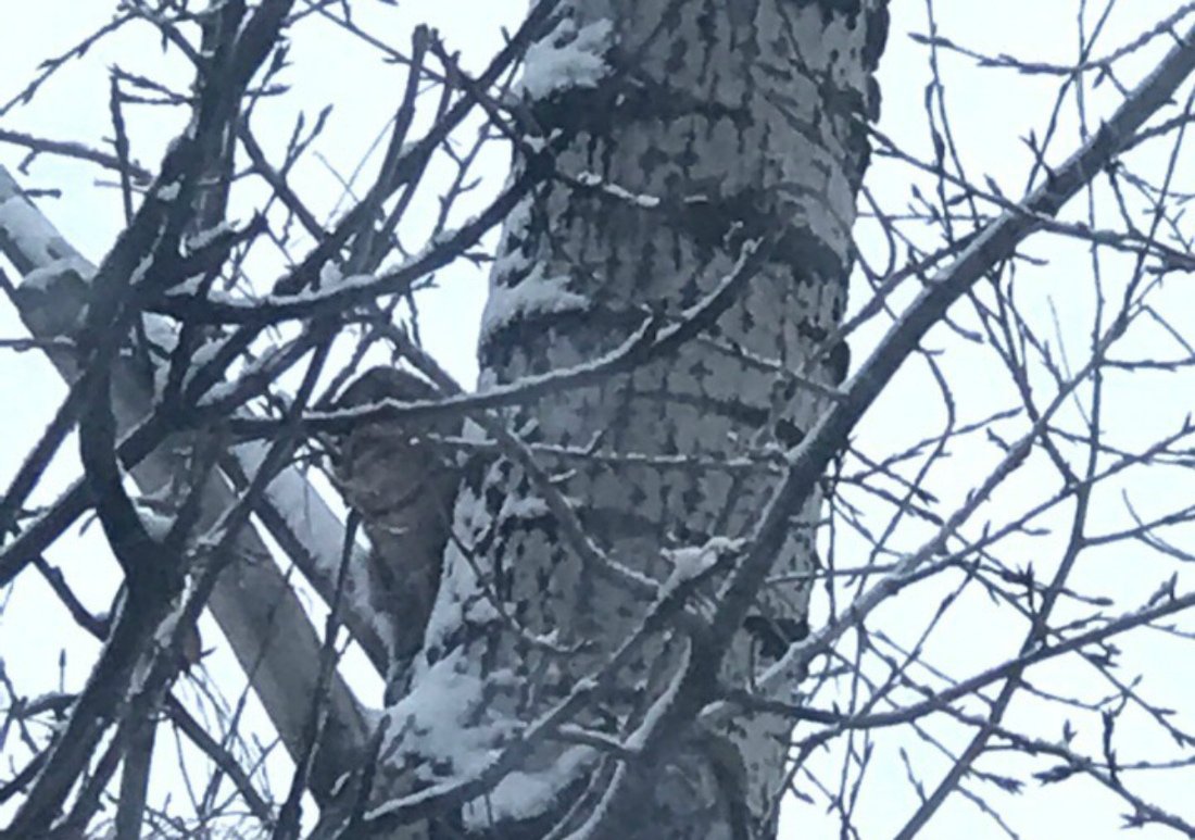 В Череповце спасли замерзающего кота, который несколько дней просидел на дереве