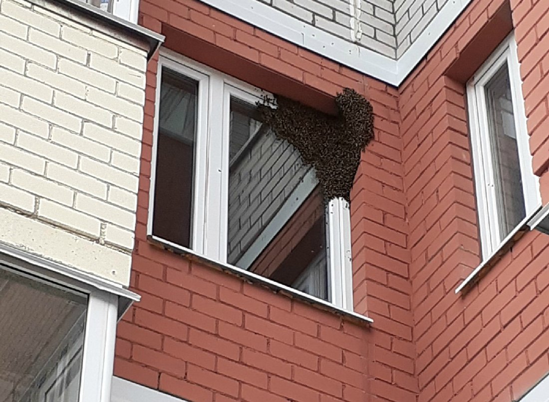 Рой пчёл атаковал многоэтажку в Вологде