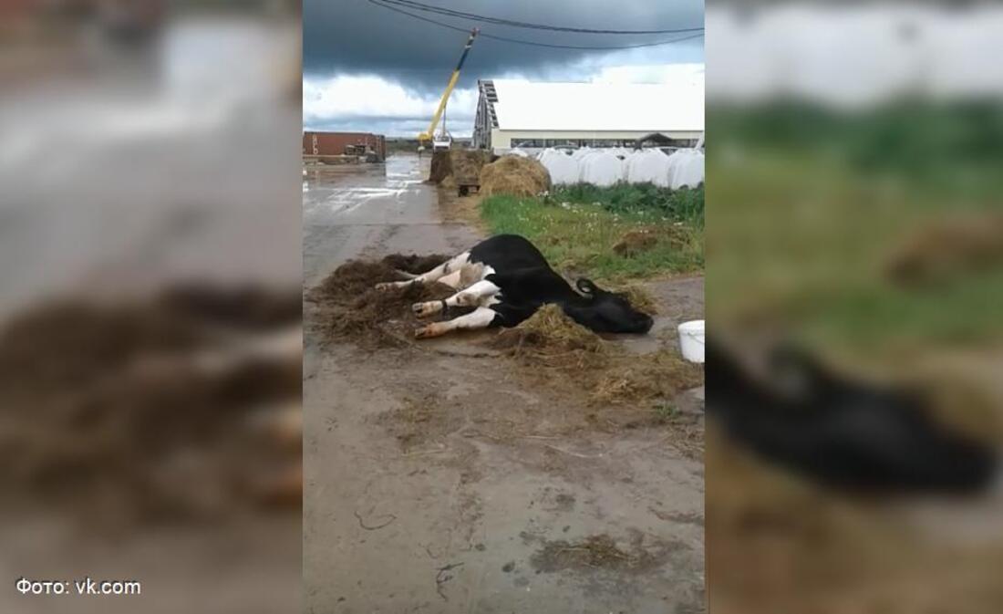 В Марфино работники колхоза бросили умирать больную корову