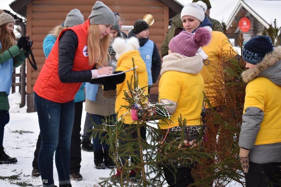 250 новогодних елей собрали на экологической акции в Вологде