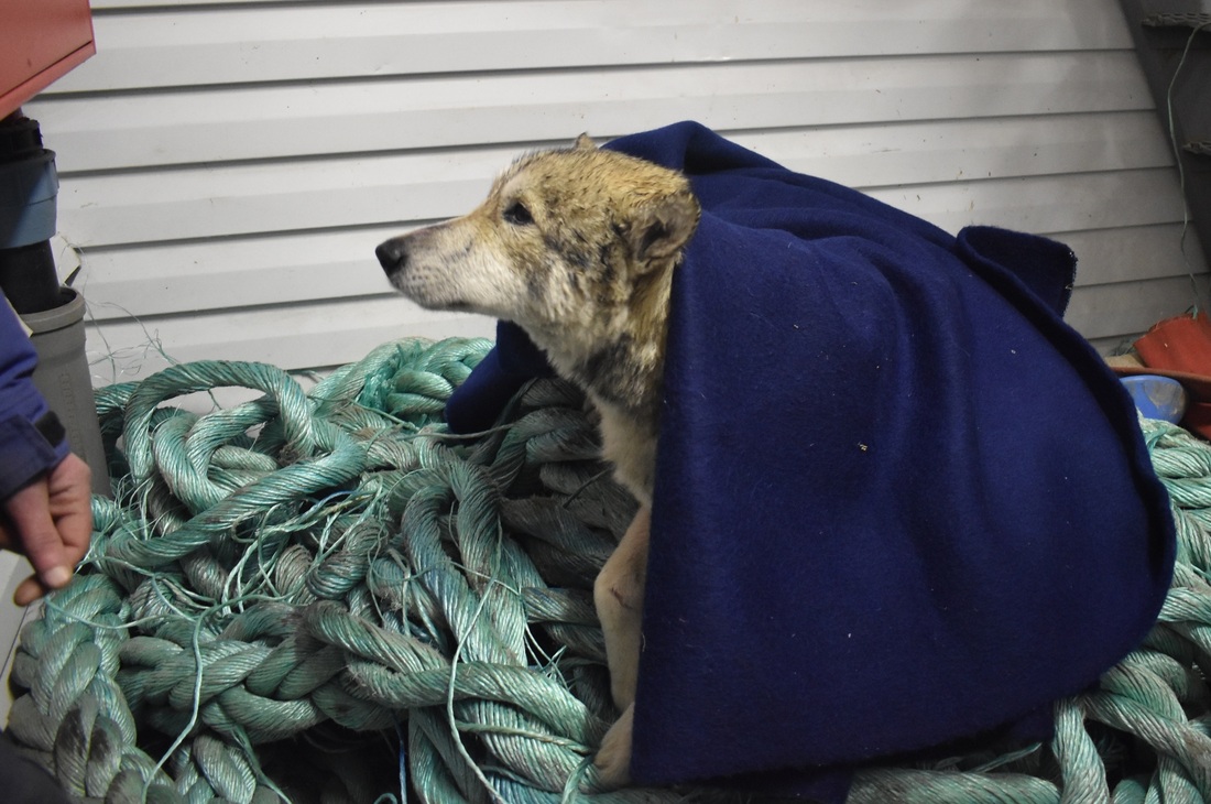 В Вытегре спасли провалившуюся под лёд собаку
