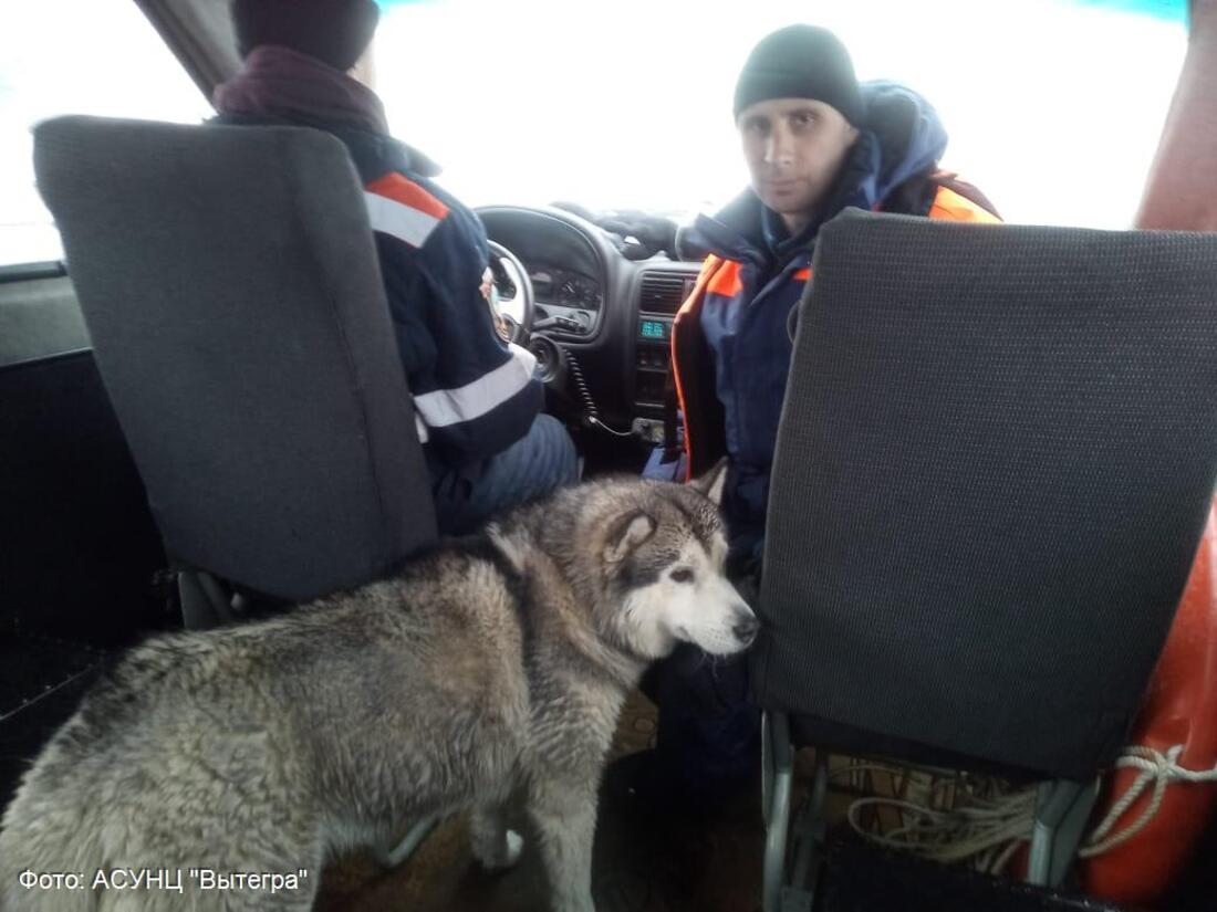 Спасти рядового собакена: на Тудозере вытащили провалившегося под лёд хаски