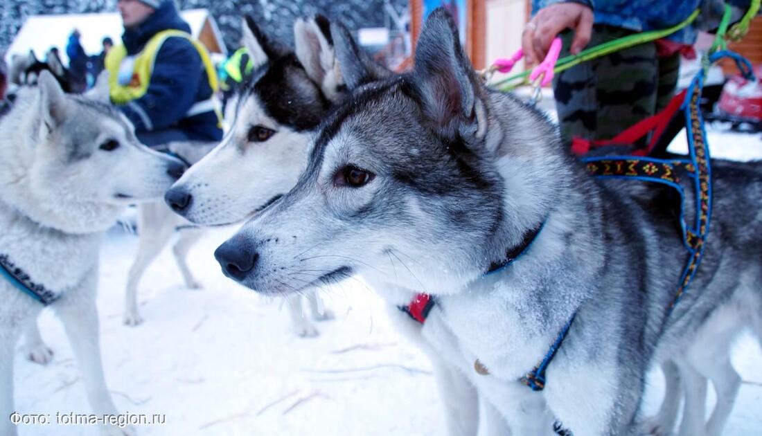 В Тотьме гости гонки на собачьих упряжках смогут выиграть призы