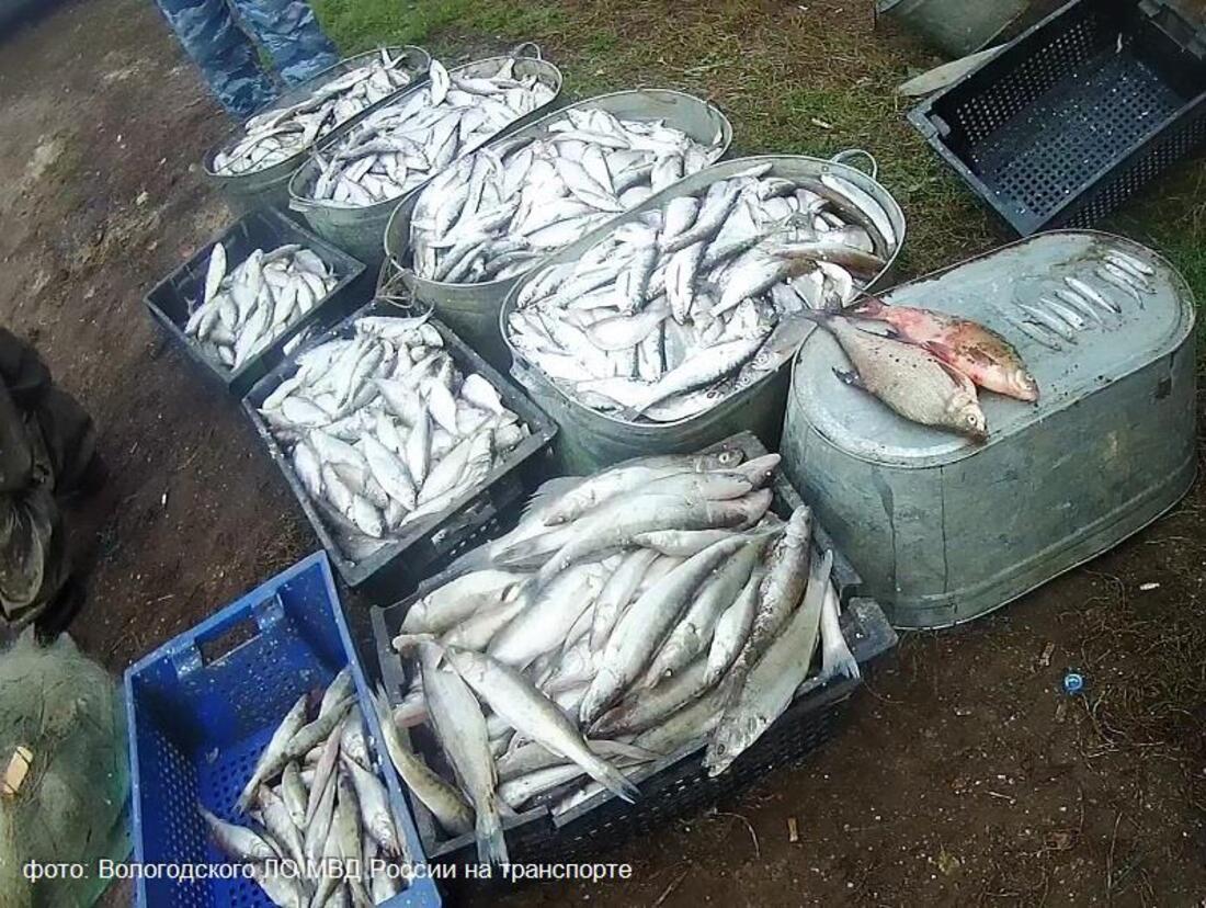 Вологодские браконьеры могут получить по 5 лет тюрьмы за 750 выловленных рыб