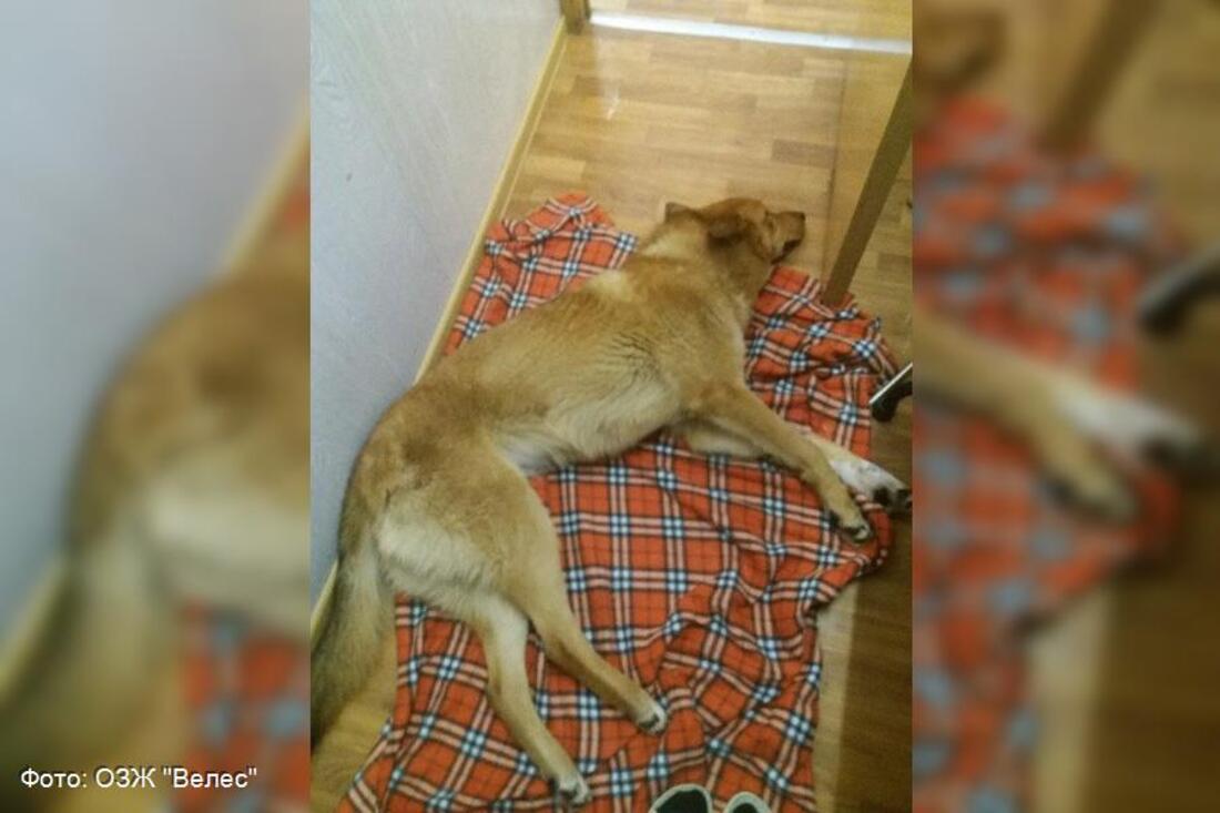 В Вологде участковый выстрелил в собаку