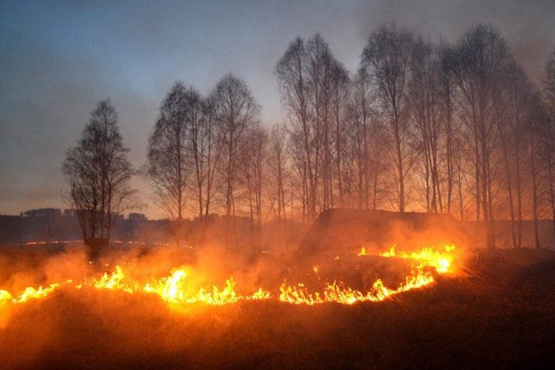 Пожар в лесу весной