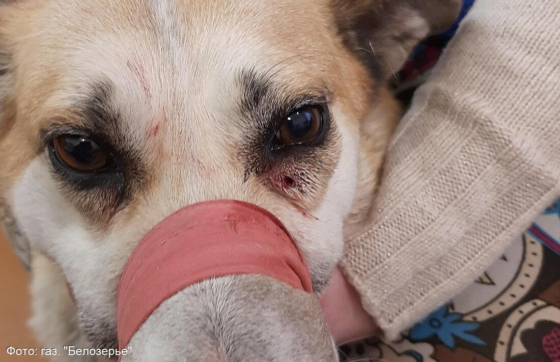 В Белозерске объявился живодёр, расстреливающий домашних собак