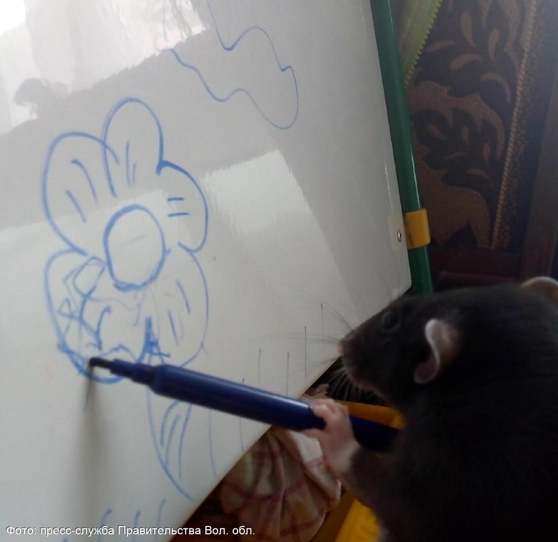 Невозможное возможно: студентка из ВоГУ научила свою домашнюю крысу рисовать