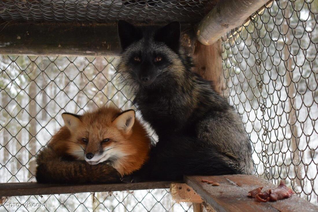 Животные голодают: вологодские зоопарки просят о помощи