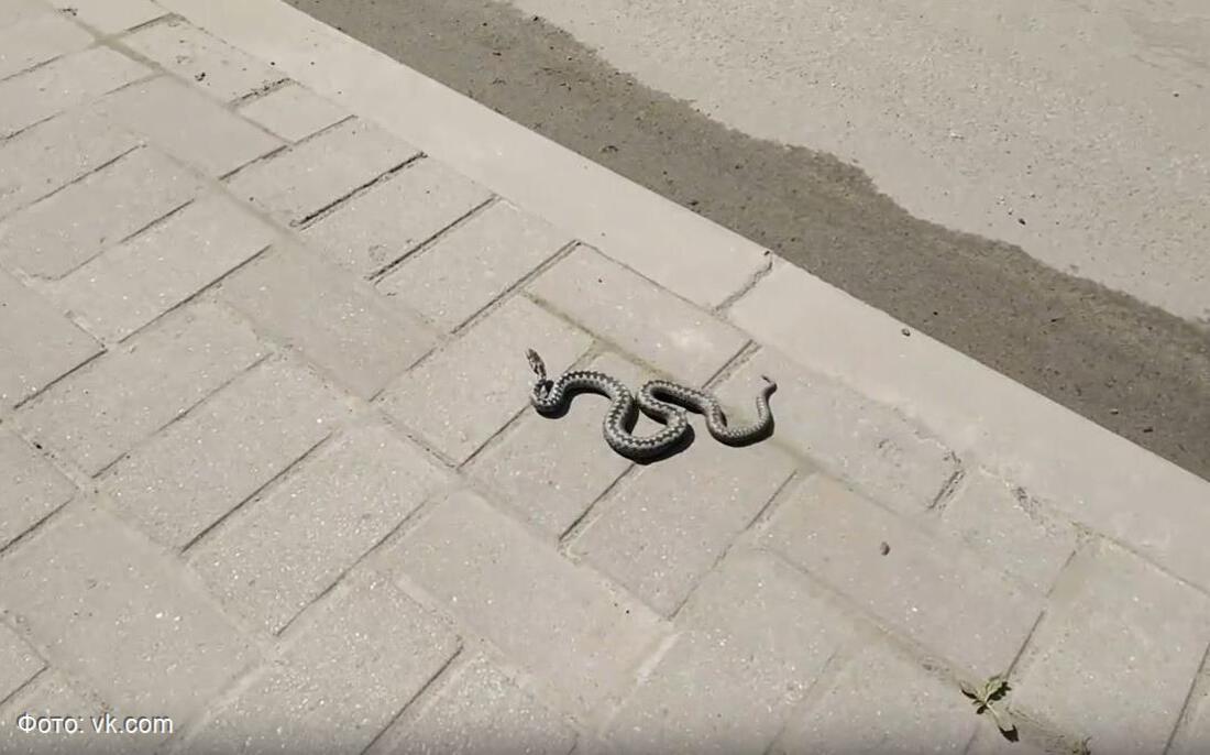 В центре Белозерска обнаружили ядовитую змею