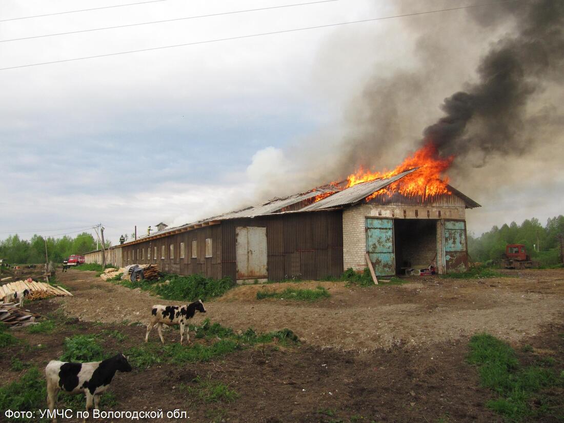  В Сокольском районе произошёл пожар на коровьей ферме