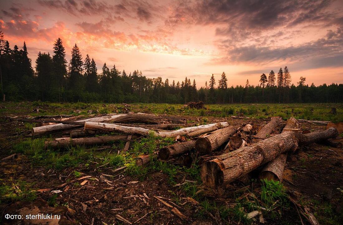 Никольчанин отделался условным сроком за нелегальную вырубку леса