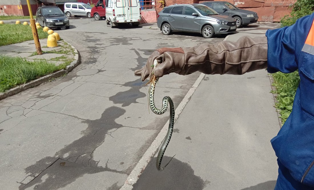 Очередную змею отловили на улицах Череповца