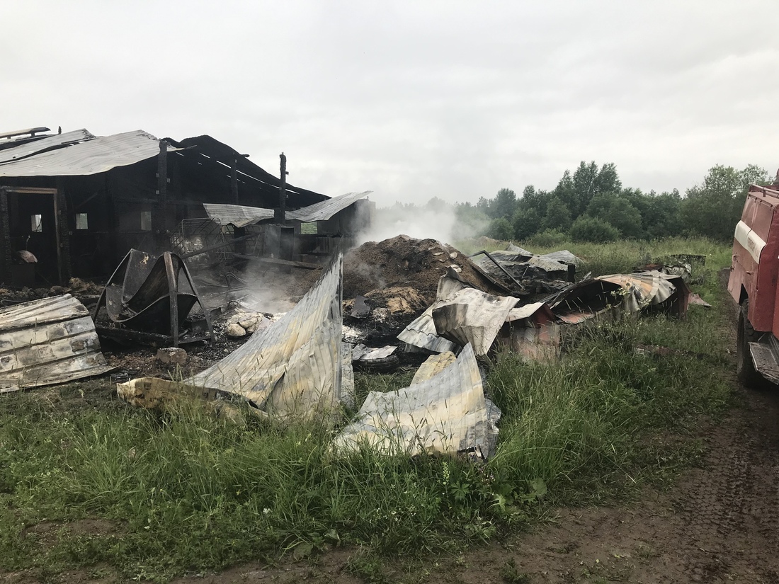 Несколько коров погибли при пожаре на ферме в Череповецком районе