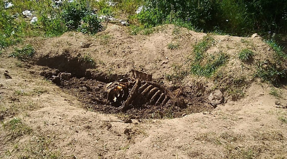 Медведи разрыли скотомогильник в Тарногском районе