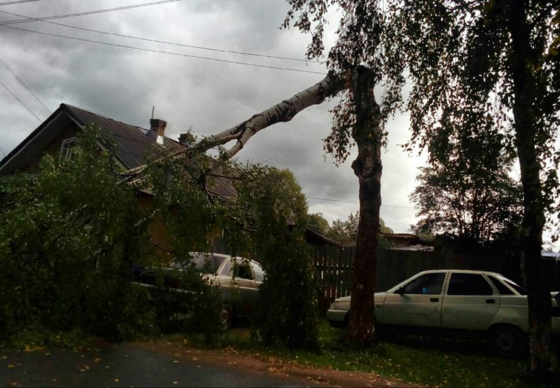 Из-за погодных условий в Великом Устюге обвалилось дерево возле частного дома