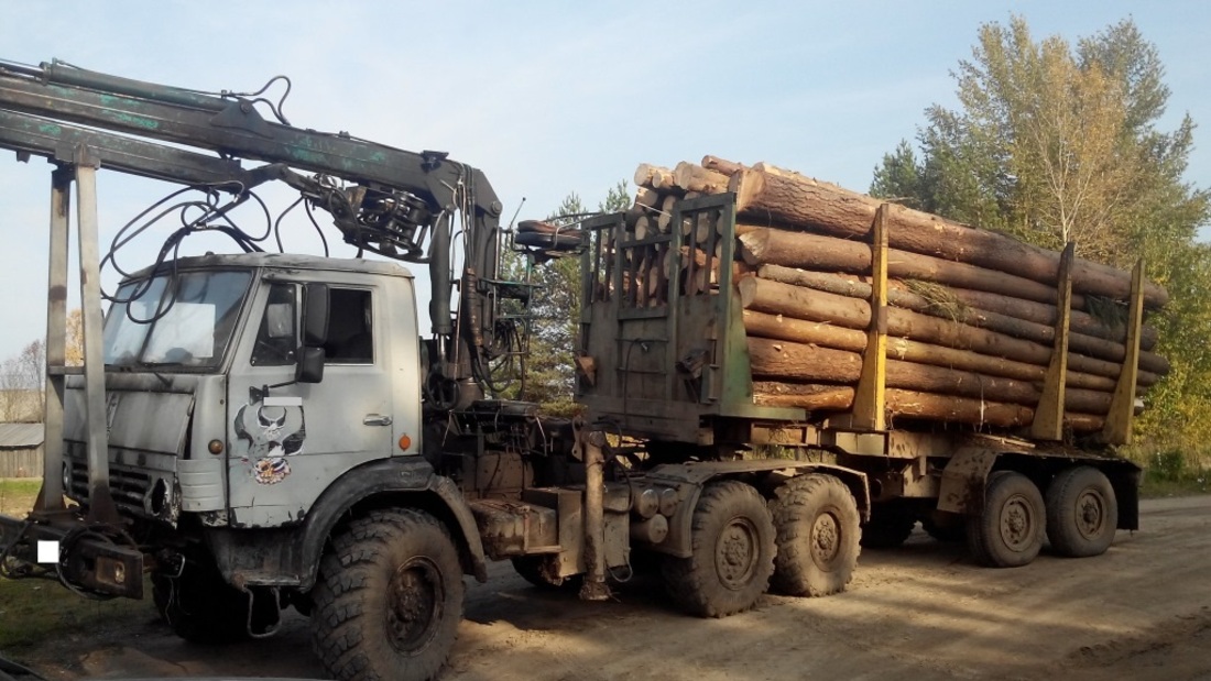 «Чёрный лесоруб» из Кадникова ответит за незаконную заготовку древесины