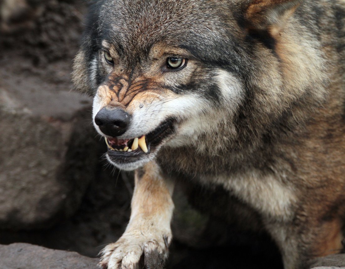 В Никольском районе начался активный отстрел волков