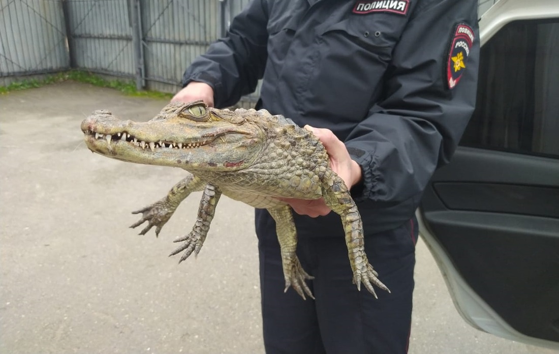 Условно-освобождённый тарножанин принёс крокодила в полицейский участок