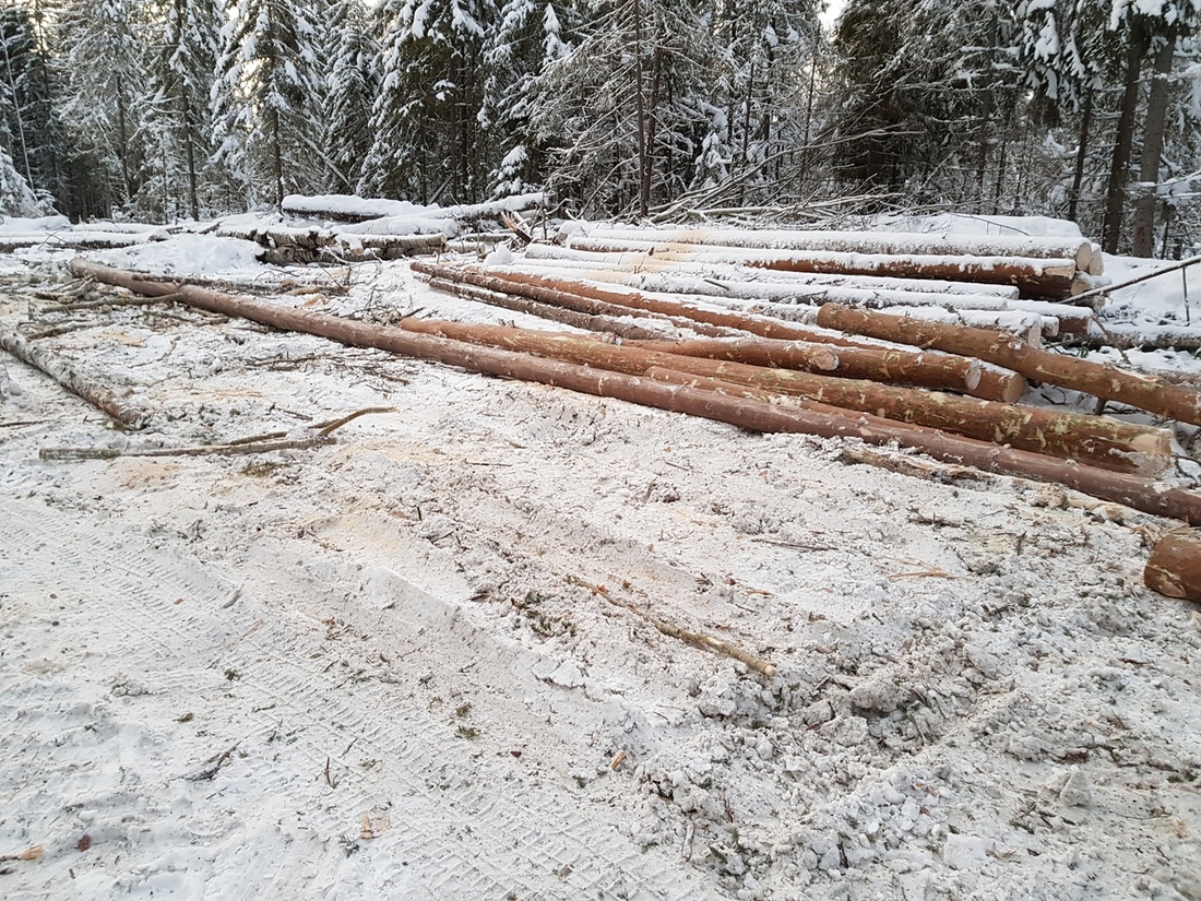 Житель Бабушкинского района организовал незаконную рубку леса