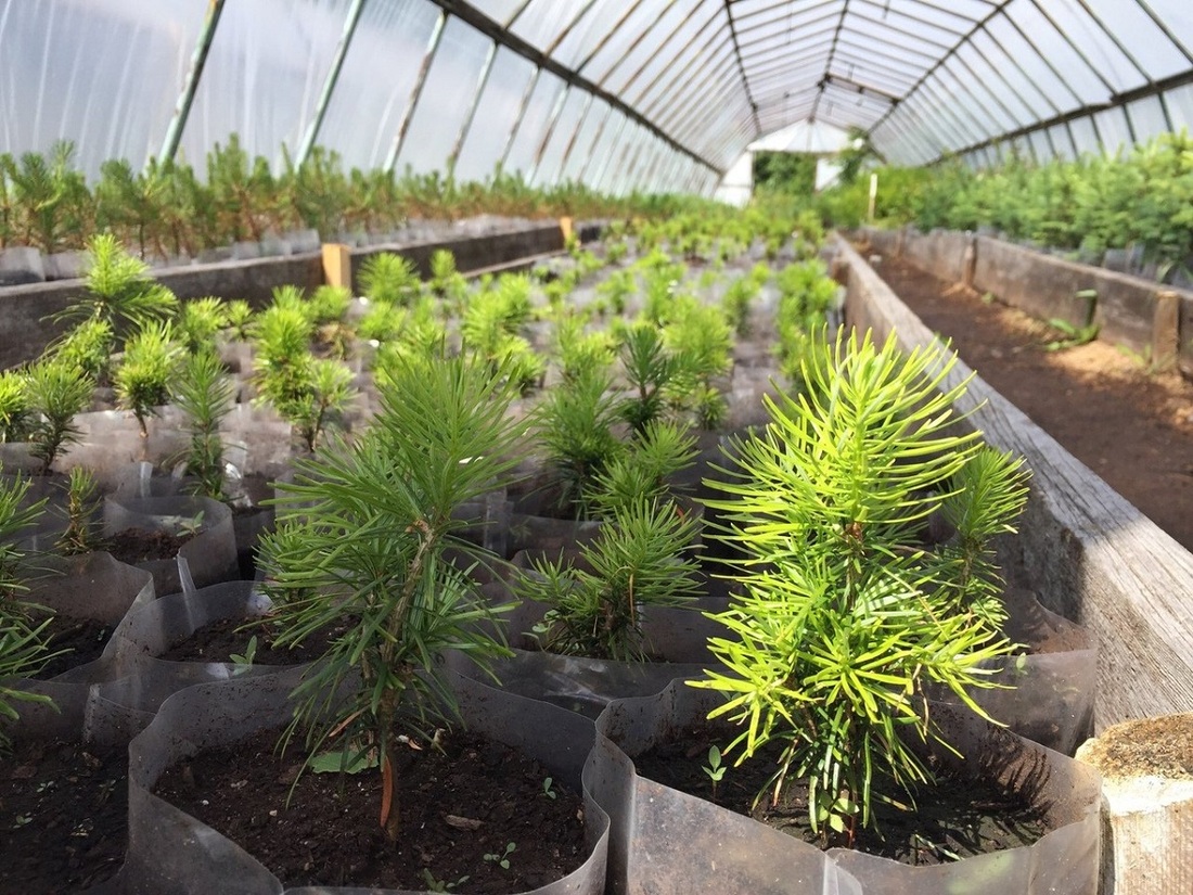 В Вологодском селекцентре завершено строительство новой теплицы для выращивания лесных сеянцев
