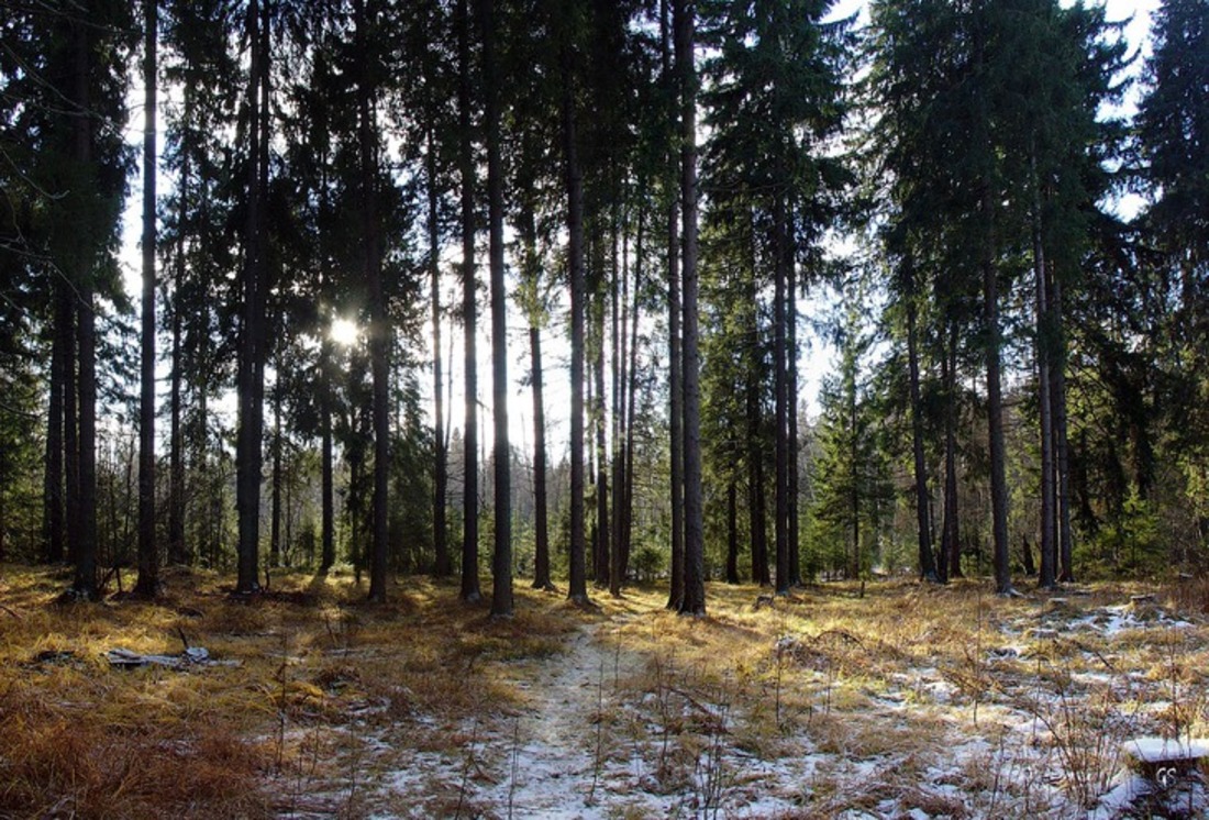 В Белозерском районе ищут заблудившегося в лесу пенсионера