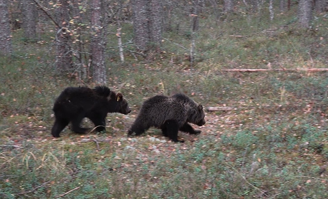 Спасённых медвежат выпустили в лес в Чагодощенском районе