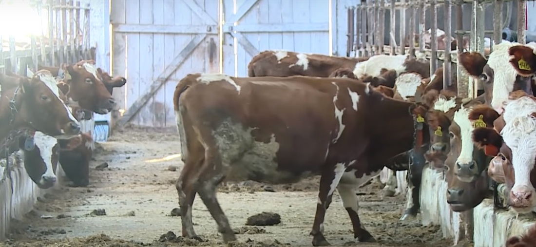 Коров на сельхозпредприятии в Вологодском районе обеспечат кормом 