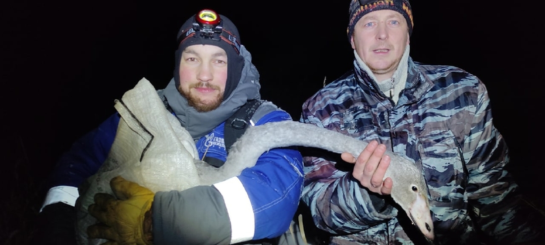 Волонтёры из Нюксеницы спасли отбившегося от стаи лебедя