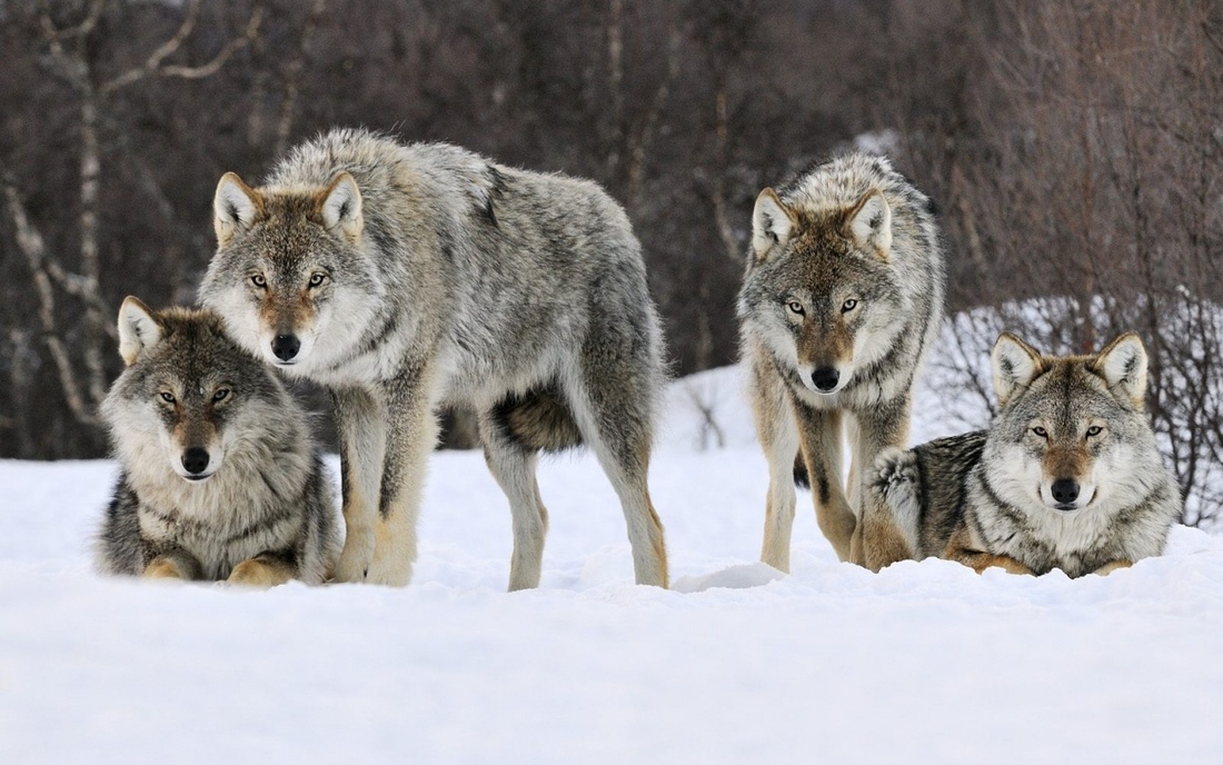 Волки вновь начали выходить к жилым домам Никольска