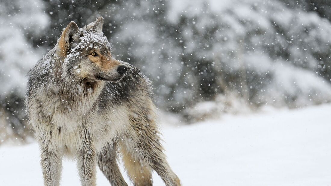 В пригороде Никольска местные жители вновь заметили волка