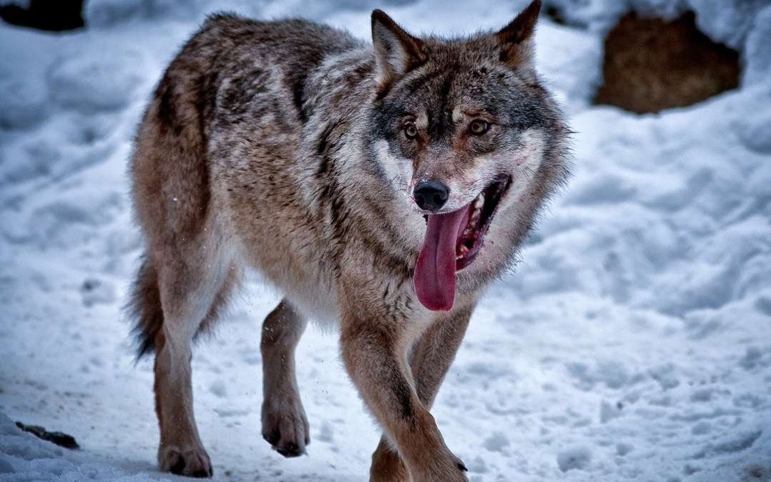 Охотившегося в пригороде Никольска волка подстрелил егерь