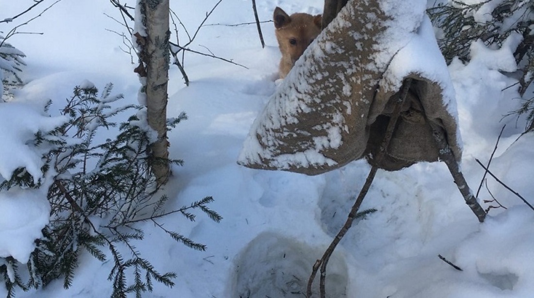 Живодёры в Никольском районе выбросили на мороз щенка 