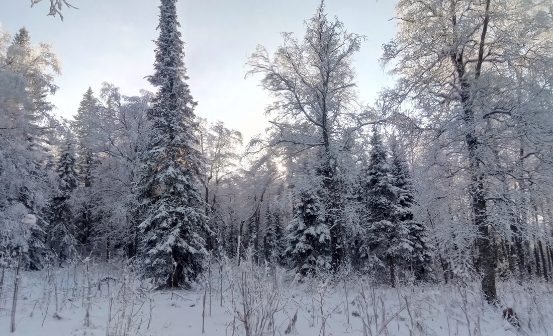 Замёрзшего мужчину вывели из леса в Великоустюгском районе
