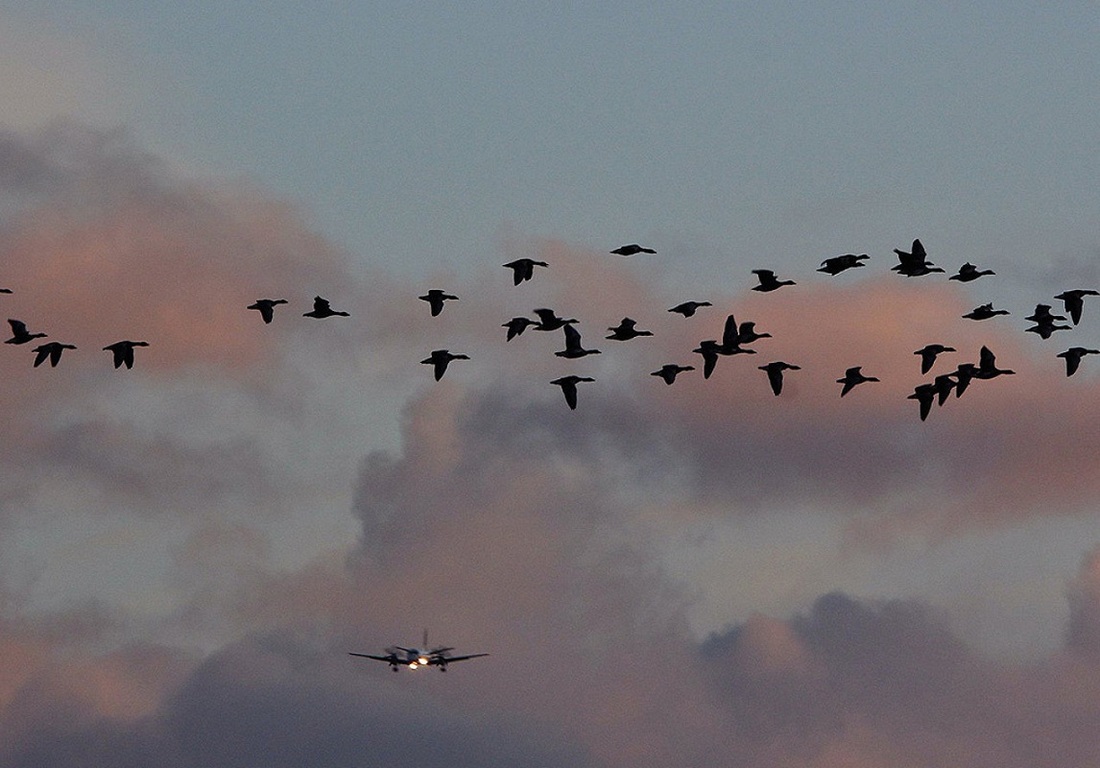 Вологодская авиакомпания займётся исследованием орнитологической обстановки