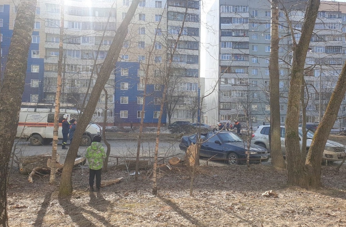 Дерево обрушилось на иномарку на окраине Вологды