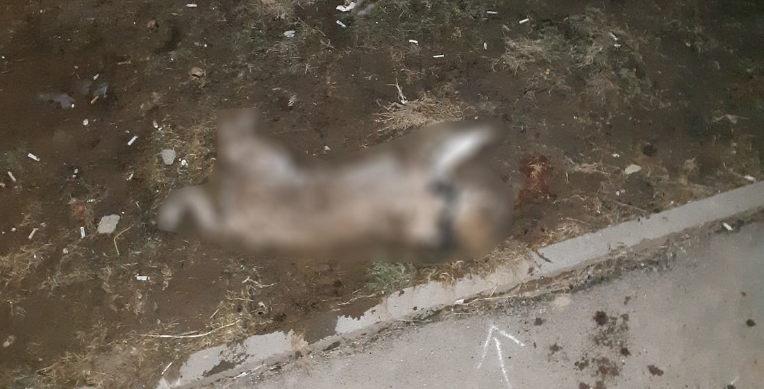 Прокуратура взялась за расследование скандального инцидента с гибелью щенка в Вологде