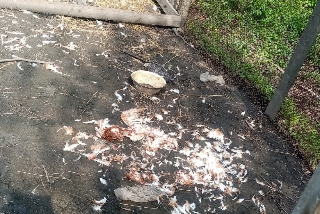 Стая бродячих собак беспощадно загрызла кур жительницы посёлка Тоншалово