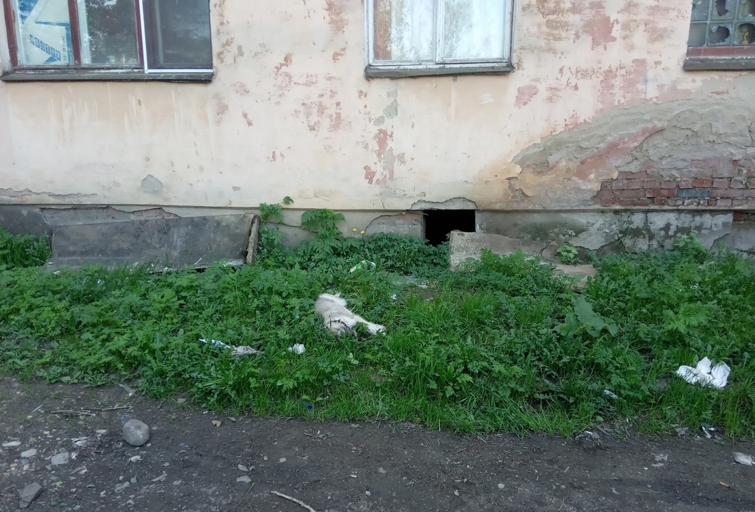 Пьяные живодёры выбросили щенка из окна общежития на окраине Вологды