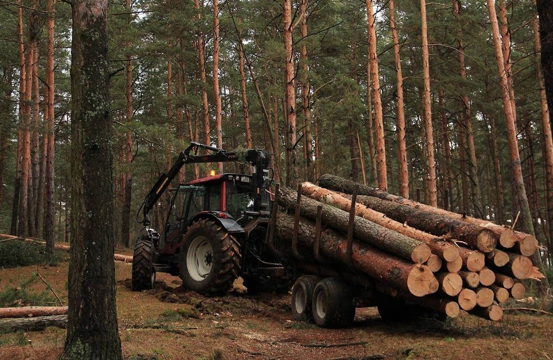 «Чёрные лесорубы» спилили деревья на 173 млн рублей в Вологодской области