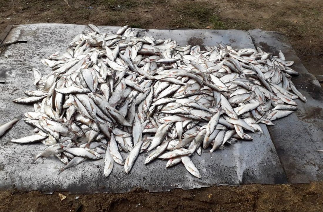 Два браконьера вылавливали рыбу ставными сетями на Белом озере 