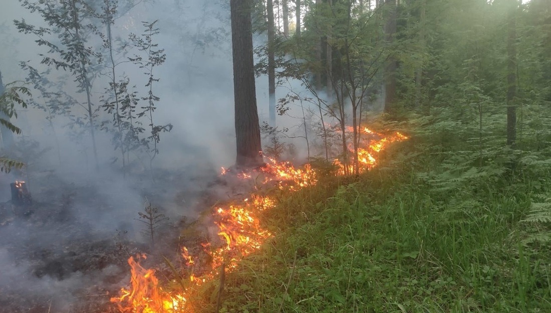 Крупный природный пожар продолжается в Чагодощенском районе