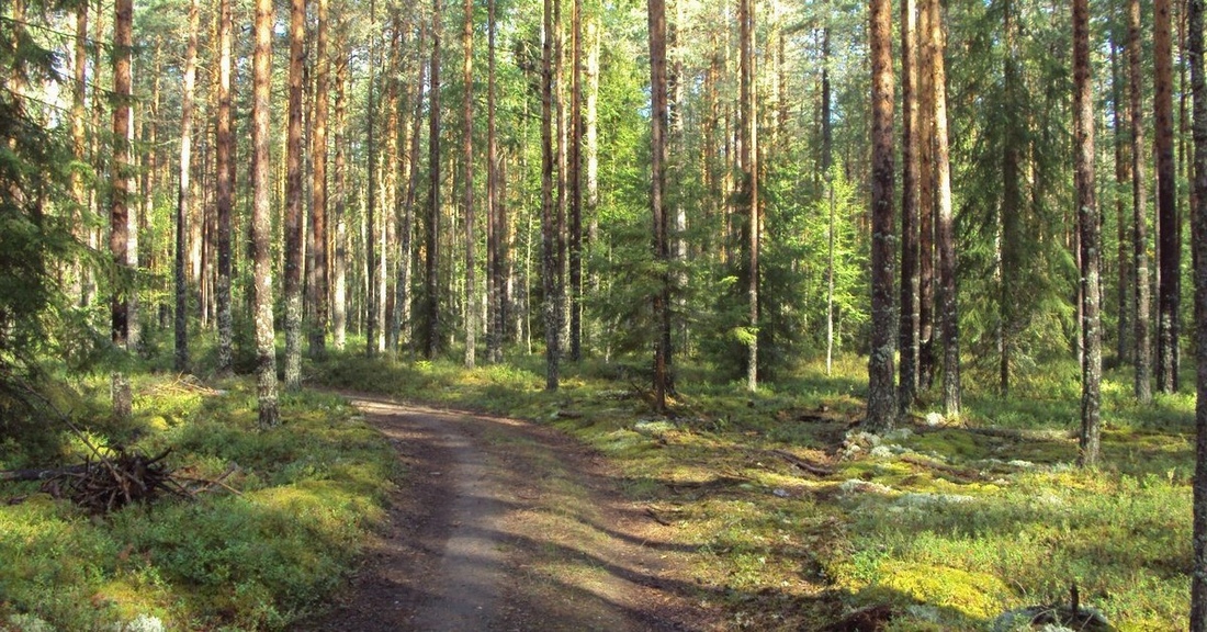 Пропавшего грибника разыскивают в лесу Череповецкого района