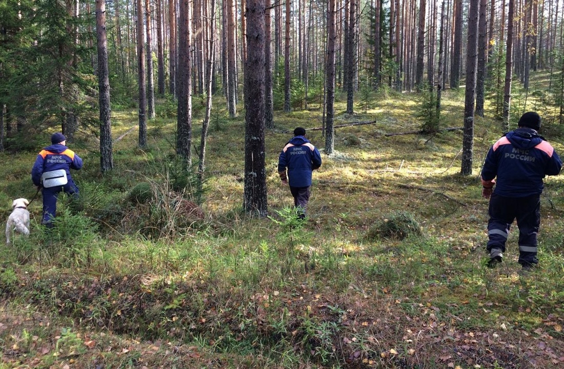 Пропавшего пенсионера обнаружили в лесу Череповецкого района