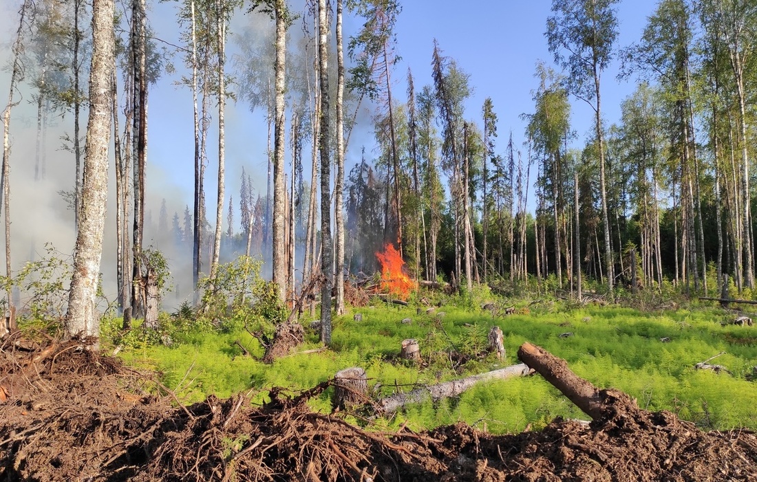 Три очага возгорания действуют в лесах Верховажского района