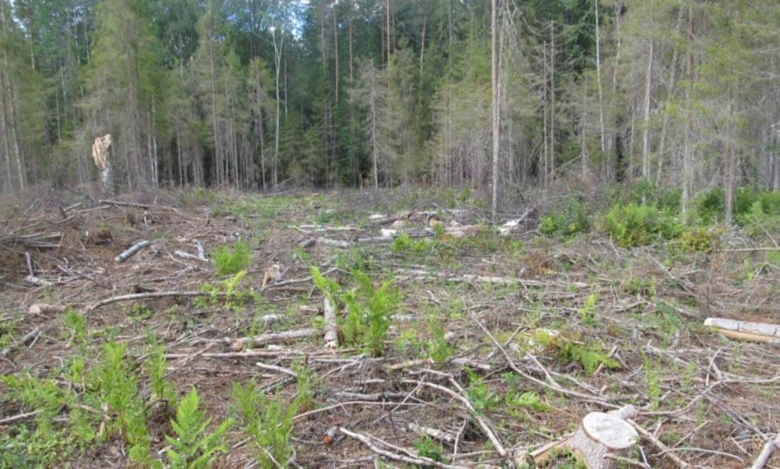 Нелегальную рубку деревьев обнаружили полицейские в лесу Грязовецкого района