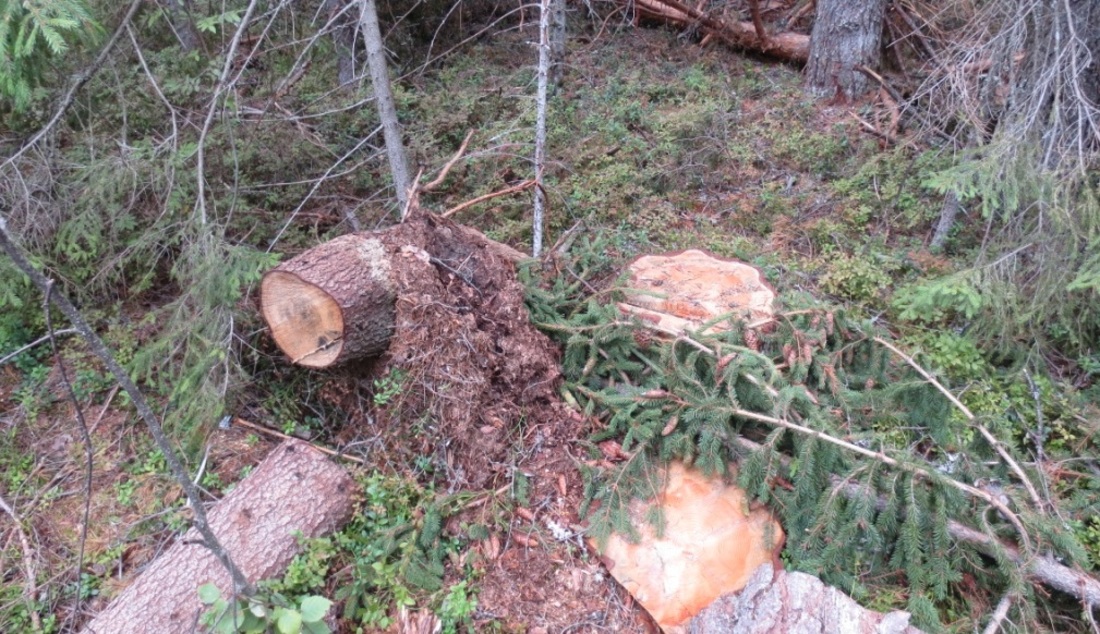 Житель Бабаево решил пополнить запас дров за счёт нелегальной вырубки деревьев