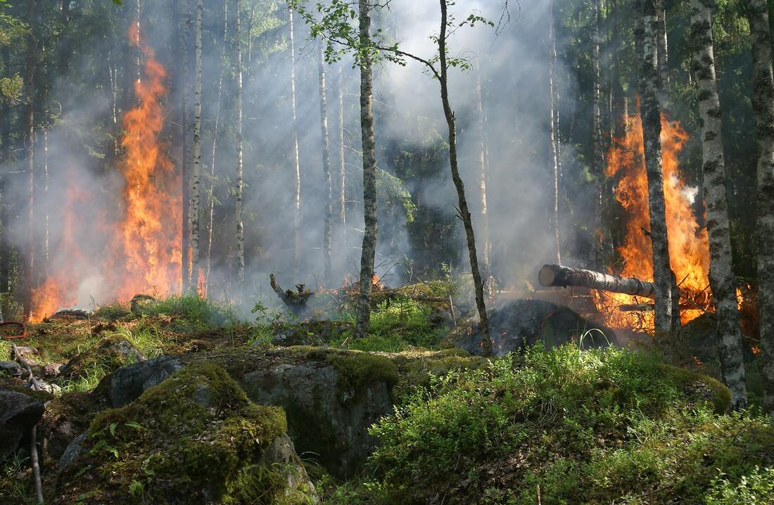 На территории вологодских лесов снят особый противопожарный режим