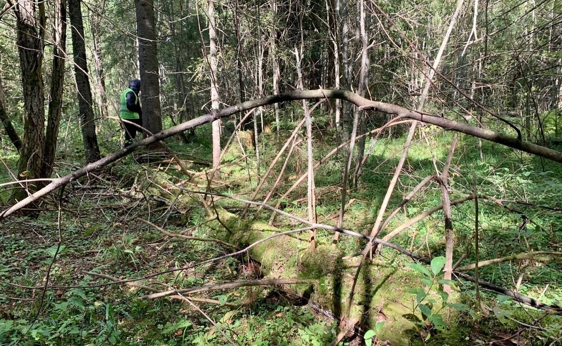 Пропавшие в лесу супруги найдены в Вологодском районе