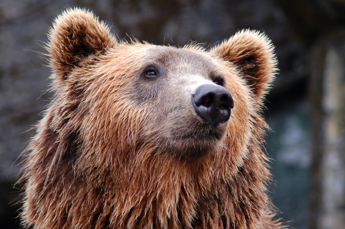 Медведь вышел к грибникам в Вологодском районе